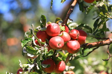 Canvas Print - apple and apple harvest