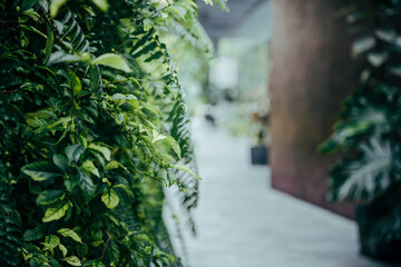 plants background concept