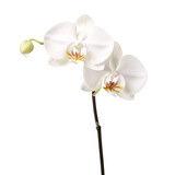 Elegant white orchid bloom showcasing delicate petals and natural beauty in bright lighting
