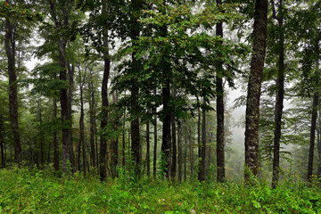  Nadelwald in den Dinarischen Alpen, Crveni Kuk, Bosnien-Herzegowina // Coniferous forest in the Dinaric Alps, Crveni Kuk, Bosnia and Herzegovina