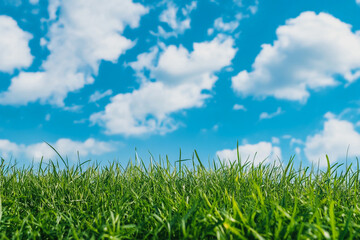 Fresh Green Grass and Blue Sky Horizon: Tranquil Outdoor Nature Scene