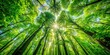 © Caitlin - Panoramic photography of vibrant green leaves creates a serene backdrop, invoking a sense of peace and calmness, enhancing any environment with nature's gentle embrace.