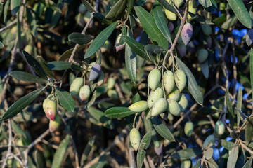 Green olives on the tree for picking