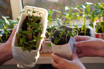 a small green seedling of peppers and tomatoes grown in milk cartons with soil in the hands of elderly retired farmers against the background of a window with green sprouts in spring