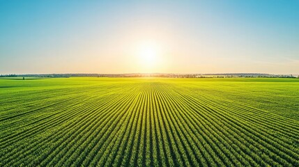 Bright Green Agricultural Fields Aerial View