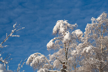 Beautiful frozen tree branches covered with the fluffy white snow on the blue sky background. Extremely cold winter in Estonia.