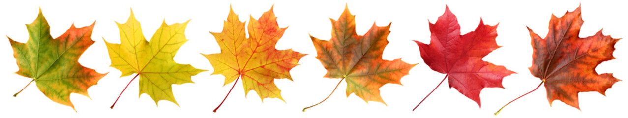 Wall Mural - autumn maple leaves isolated on a white background. a collection of yellow and red leaves, a long ba
