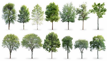 Set of trees isolated on white background