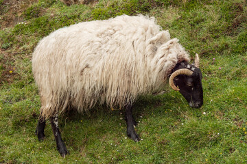 A sheep is grazing on grass in a field. The sheep has a black face and horns. The grass is green and the sheep is standing on a hill. Agriculture and farming industry