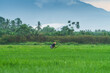 © Budsarin - This picture is a picture of a green rice field with a mountain background in Thailand.