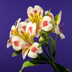 Wall Mural - Blooming white-pink Alstroemeria Rebecca on a purple background
