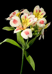 Wall Mural - Blooming white-pink Alstroemeria Rebecca on a black background