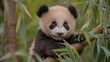 © logyartstudios - A cute baby panda cub with black eyes and ears,  sitting on a bamboo branch in a lush green forest, looking up at the camera.
