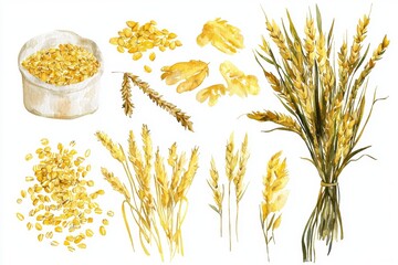 Wall Mural - A watercolor painting of oat grains with realistic cereal plants and seeds. Agriculture harvesting wholegrain food.