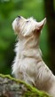 © Viktor - A small white dog sits atop a moss-covered tree trunk, gazing up at the green, leafy tree