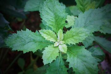 A green plant with leaves that are pointed and have a fuzzy texture