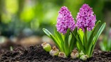 Two vibrant purple hyacinth flowers bloom in a garden with their bulbs partially visible in the soil.