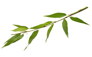green eucalyptus branch with long slender leaves against a plain background