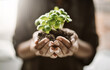 © Koegelenberg Coop/peopleimages.com - Growth, soil and hands with plant, green and sustainability of nature, fertilizer and wellness of agriculture. Earth day, leaves and gardening for community service, person and eco friendly for seed