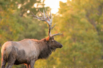 Wall Mural - Gorgeous Autumn Rut Elk Bull 