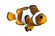 © deny - Ocellaris clownfish or anemone fish - Amphiprion ocellaris - yellow, orange, or a reddish or blackish color, and many show white bars or patches. popular in aquariums, isolated on white background