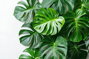 Wall Mural - Lush green monstera leaves arranged on a white background.