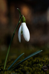 Snowdrop in the spring garden