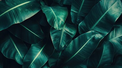 Wall Mural - a close-up view of lush green banana leaves, creating a textured background with rich green tones.