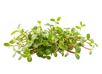  A group of young sprouts displayed against a white backdrop, highlighting their freshness and natural growth.