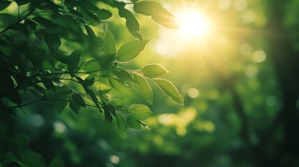 Wall Mural - Sunlit Leaves in Nature