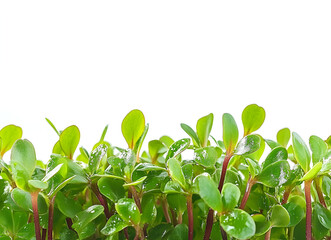 Wall Mural - a close up of green leaves