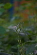 © syamraj_sivarajan - Butterfly sitting in the flower
