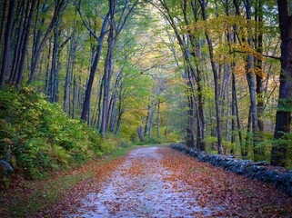 autumn, falling leaves 