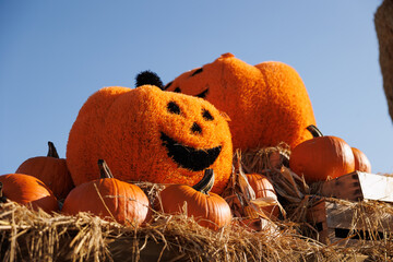 halloween decoration with spooky face pumpkins on an outdoor field festival 