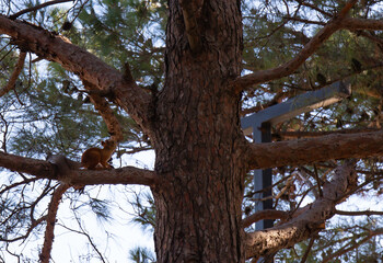 squirrel on a tree in the forest. red squirrel on a tree in the walnut grove of anapa in summer