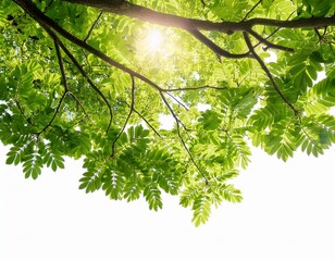 tree branch with green lush foliage in sunshine isolated on white background natural texture overlay decoration of natural leaves