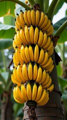 Fresh, ripe bananas hanging in a lush tropical setting, showcasing the vibrant yellow fruit against the backdrop of green banana leaves, highlighting the beauty of agriculture and nature