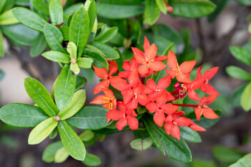 Ixora is a genus of flowering plants in the family Rubiaceae. It is the only genus in the tribe Ixoreae. It consists of tropical evergreen trees and shrubsIxora is a genus of flowering plants in the f