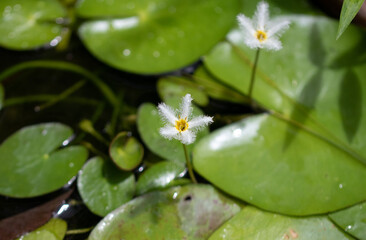 Common names include banana plant, robust marshwort, and water snowflake