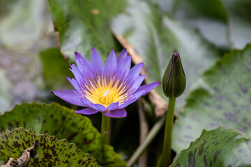 purple lotus flower