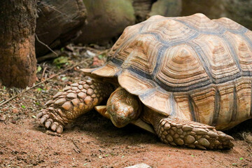  The African spurred tortoise (Centrochelys sulcata), also called the sulcata tortoise.