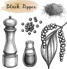 Canvas Print - black pepper set sketch.