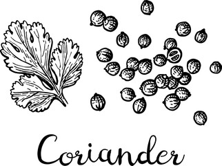 Wall Mural - coriander ink sketch.