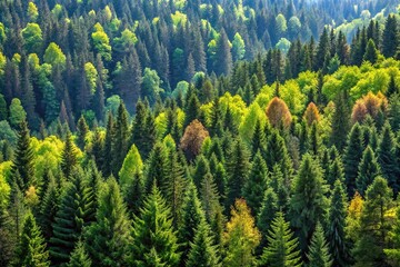 Wall Mural - Mixed forest ecosystem with coniferous trees and broadleaved deciduous forest from low angle view