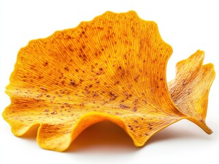 Wall Mural - A yellow ginkgo leaf with its unique fan shape and gentle curvature, isolated on white background