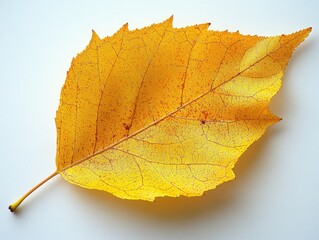 Wall Mural - A yellow tulip poplar leaf with a broad base and prominent lobes, isolated on white background