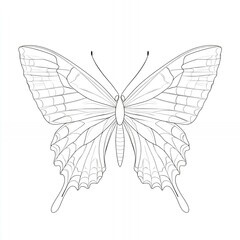 Canvas Print - Line art drawing of a butterfly with detailed wings.