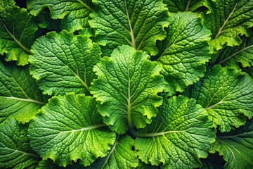 Wall Mural - Mustard green leaves texture background