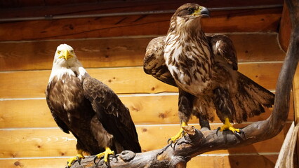 Animal expositions of the MacBride Museum of Yukon History