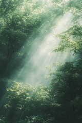 Poster - A serene forest scene with sunlight streaming through the trees, creating a tranquil and mystical atmosphere.
